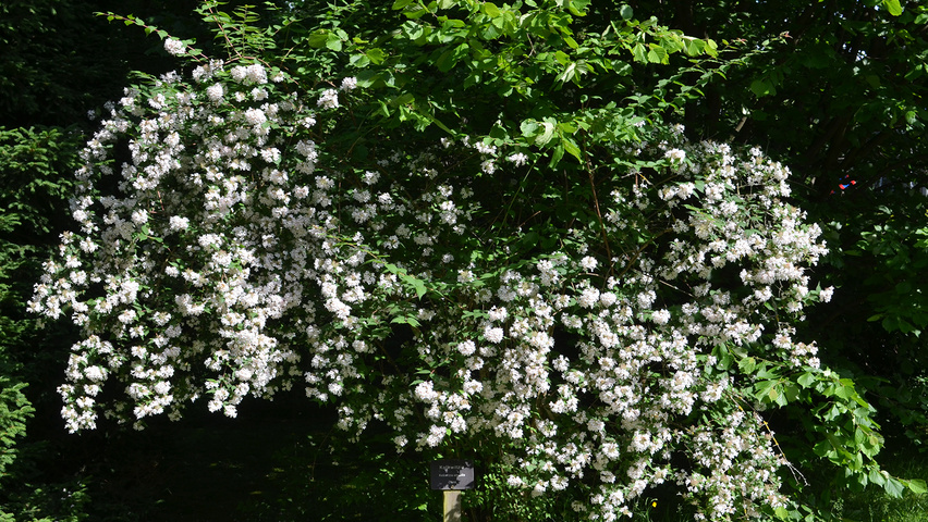 Kolkwitzia amabilis Кустарники-солитеры
