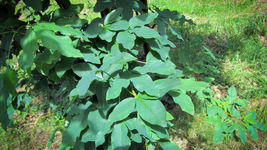 Laburnum alpinum leaves