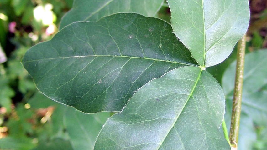 Laburnum alpinum leaves
