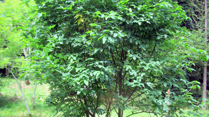 Laburnum alpinum multi-stem