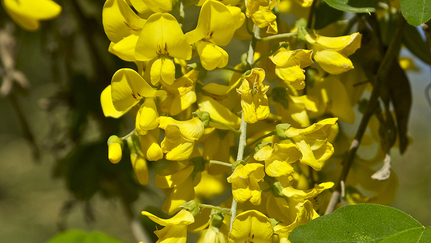 Laburnum anagyroides flowers