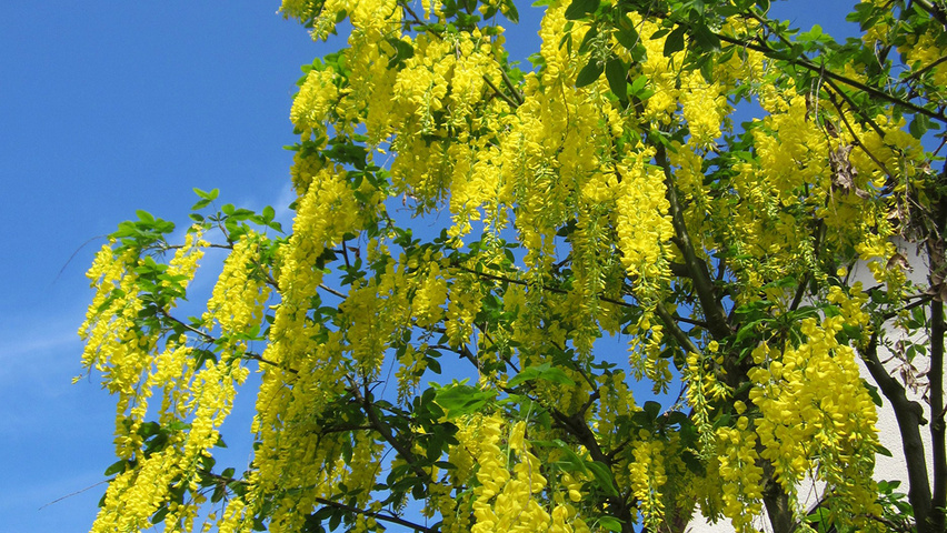 Laburnum anagyroides flowers