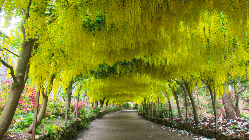 Laburnum x watereri 'Vossii' bindaż
