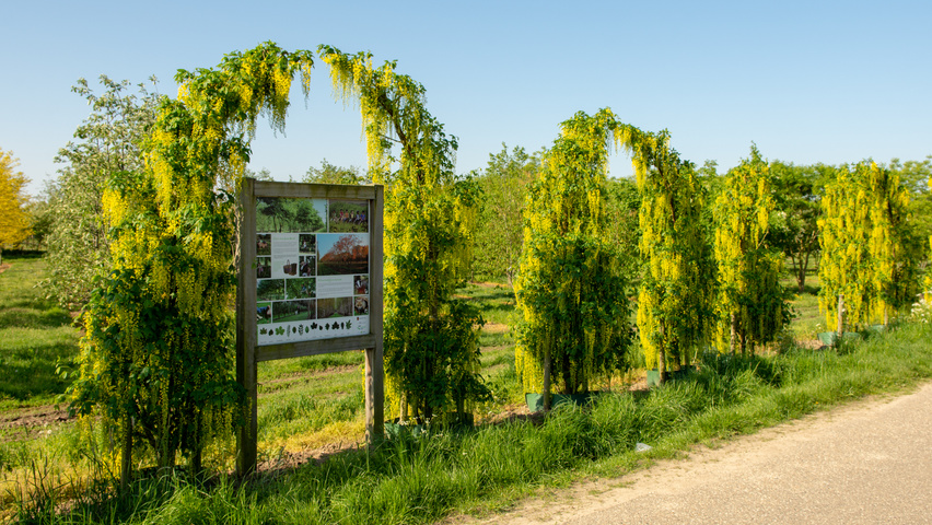 Laburnum x watereri 'Vossii' bindaż