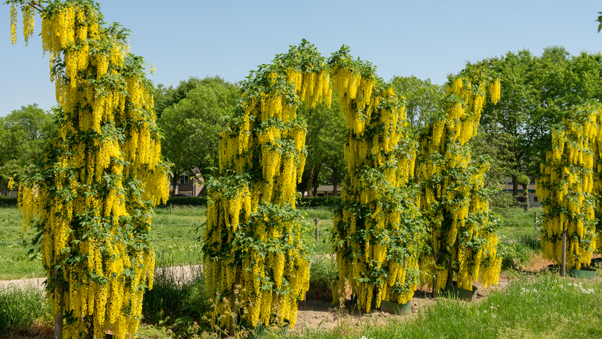 Laburnum x watereri 'Vossii' bindaż