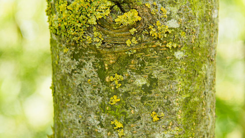 Laburnum x watereri 'Vossii' kora