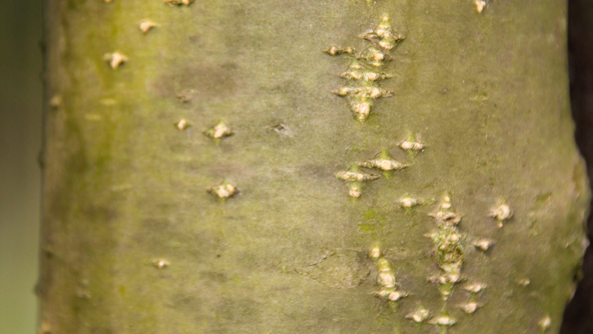 Laburnum x watereri 'Vossii' kora