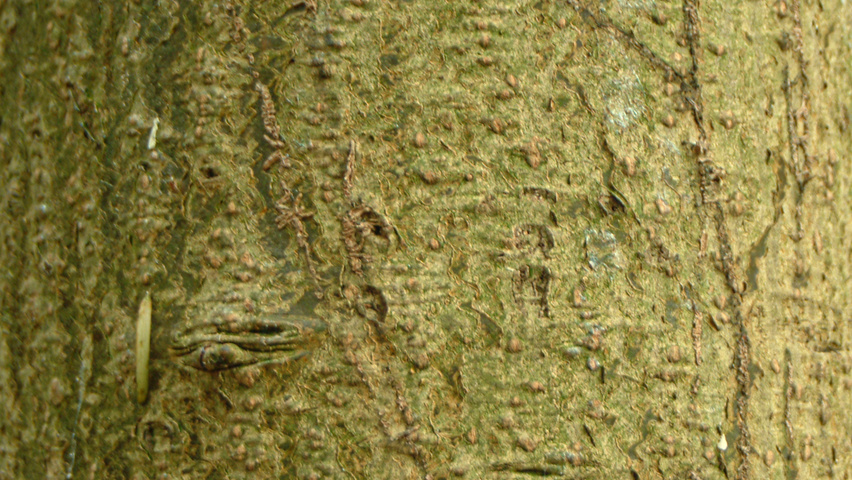 Laburnum x watereri 'Vossii' kora