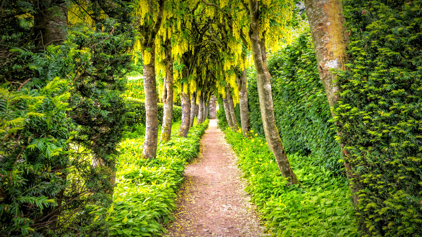 Laburnum x watereri 'Vossii' chatakterystyczne