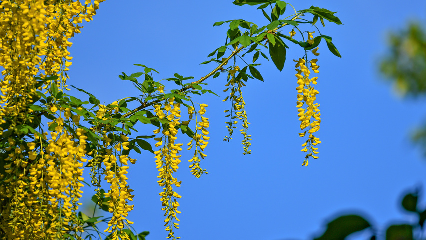 Laburnum x watereri 'Vossii' kwiaty