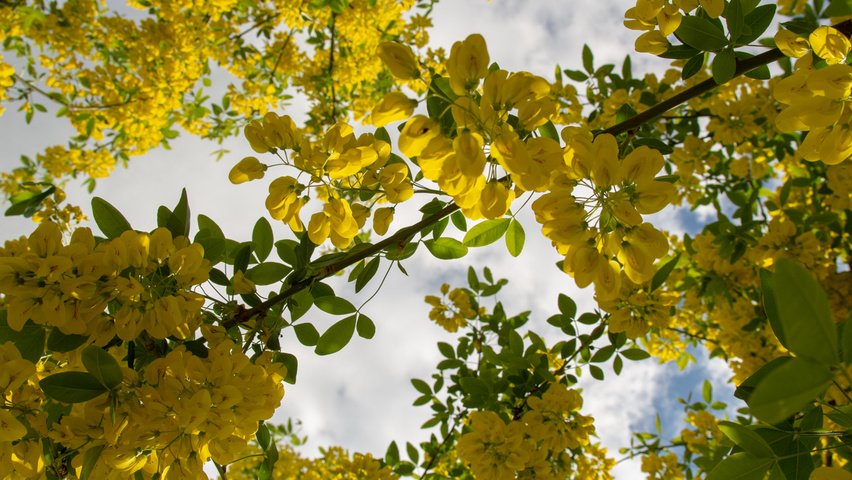 Laburnum x watereri 'Vossii' kwiaty