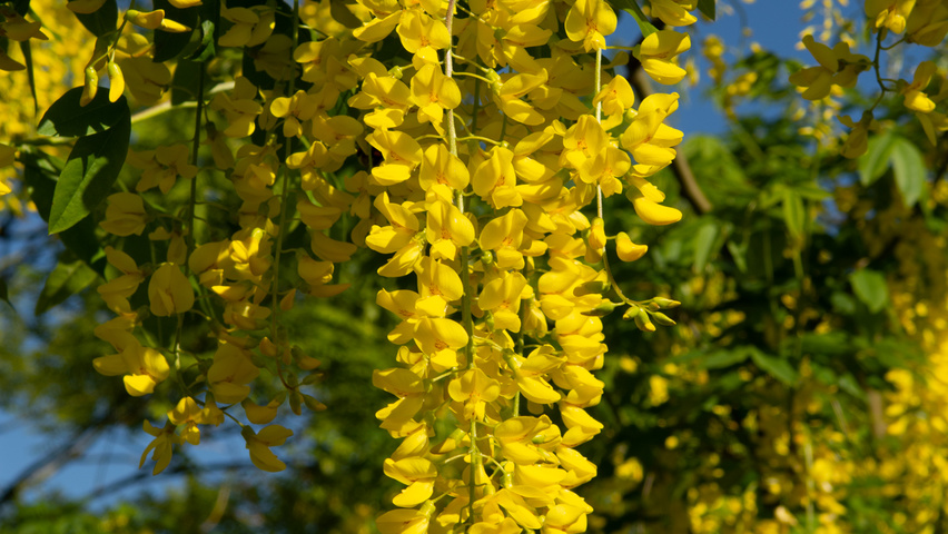 Laburnum x watereri 'Vossii' kwiaty