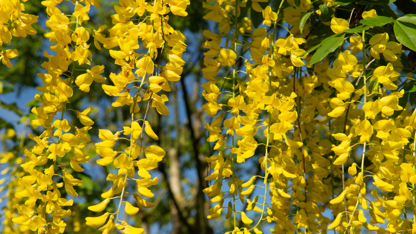 Laburnum x watereri 'Vossii' kwiaty