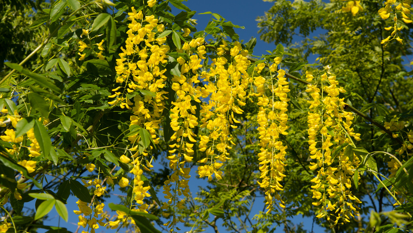 Laburnum x watereri 'Vossii' kwiaty