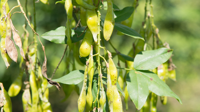 Laburnum x watereri 'Vossii' owoce