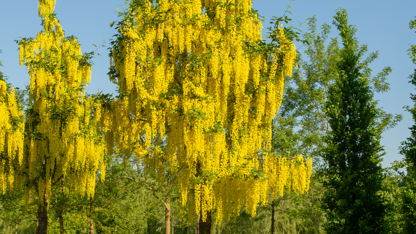 Laburnum x watereri 'Vossii' pienne
