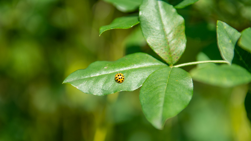 Laburnum x watereri 'Vossii' liście