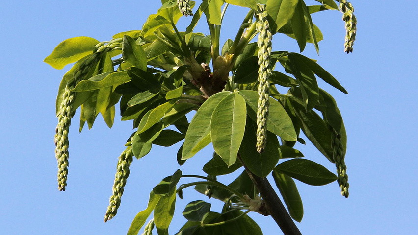 Laburnum x watereri 'Vossii' kwiaty