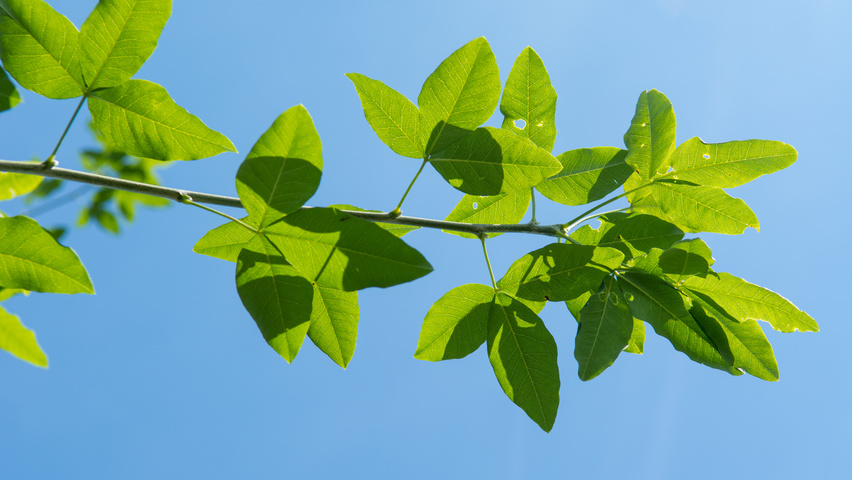 Laburnum x watereri 'Vossii' liście