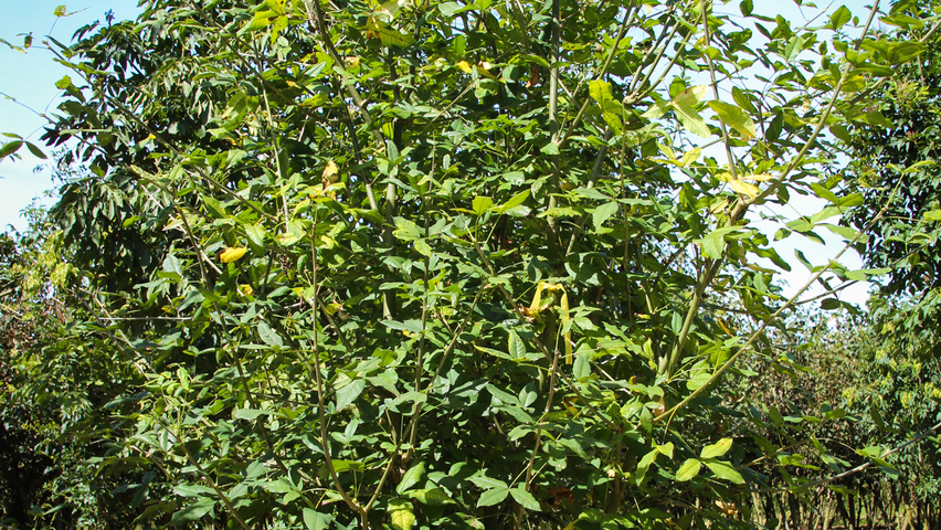 Laburnum x watereri 'Vossii' wielopniowy