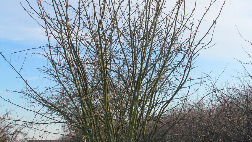 Laburnum x watereri 'Vossii' wielopniowy
