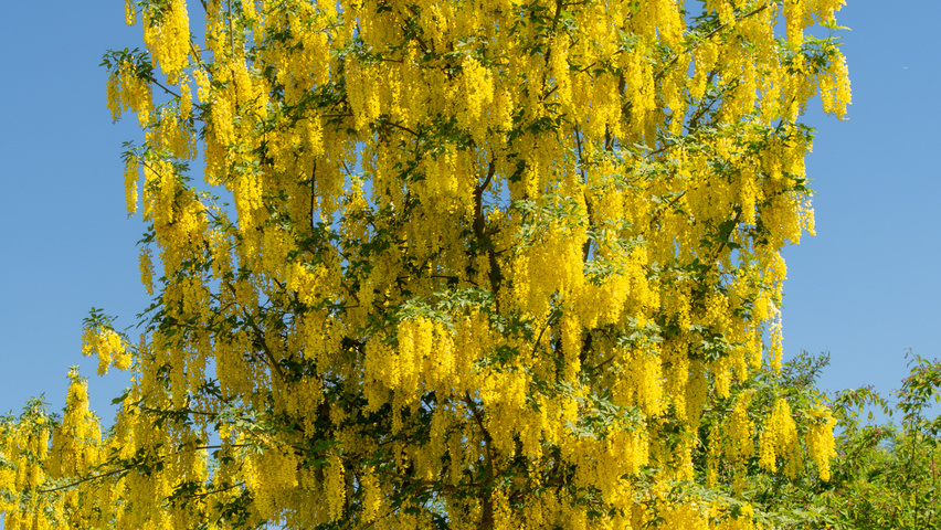 Laburnum x watereri 'Vossii' wielopniowy