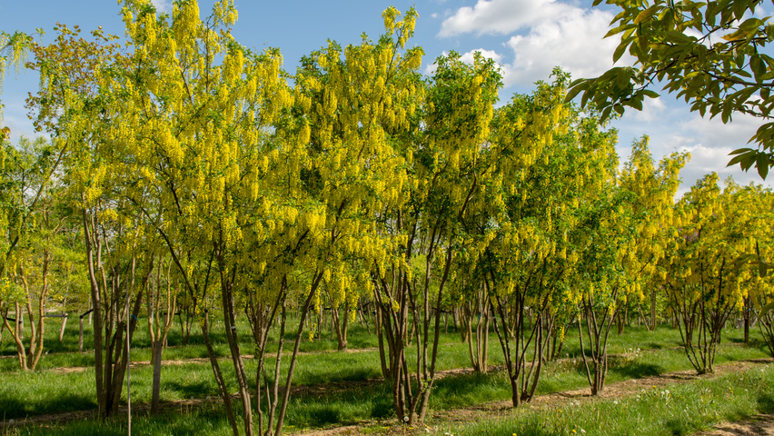 Laburnum x watereri 'Vossii' wielopniowy parasolowaty