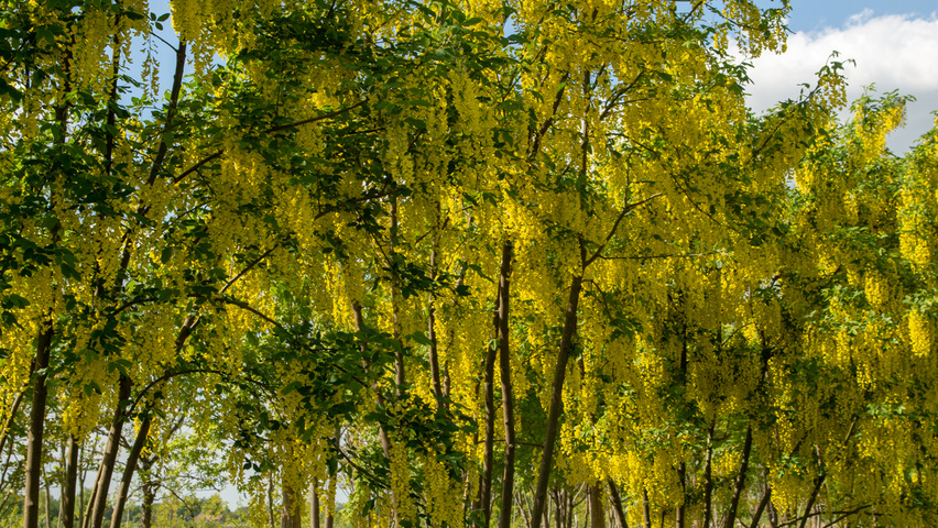Laburnum x watereri 'Vossii' wielopniowy parasolowaty