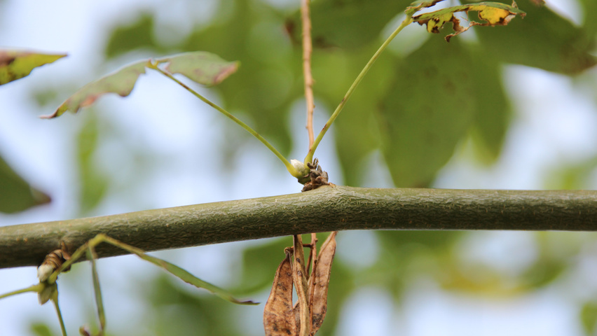 Laburnum x watereri 'Vossii' pędy