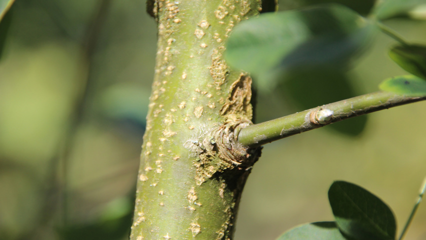 Laburnum x watereri 'Vossii' pędy