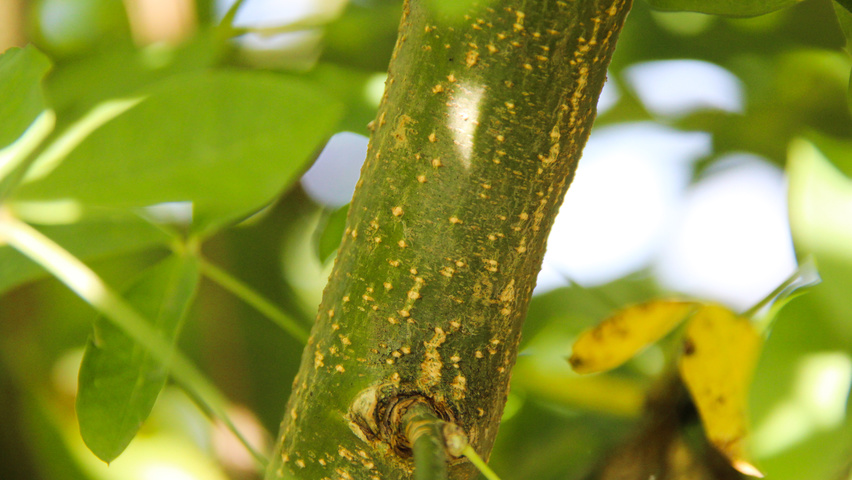 Laburnum x watereri 'Vossii' pędy