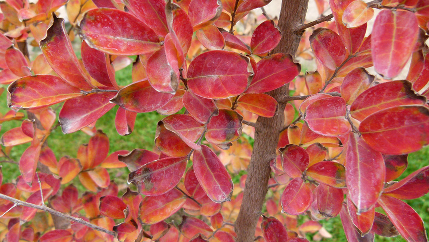 Lagerstroemia indica Herbstblatt