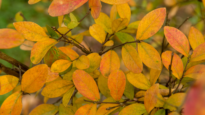 Lagerstroemia indica Herbstblatt