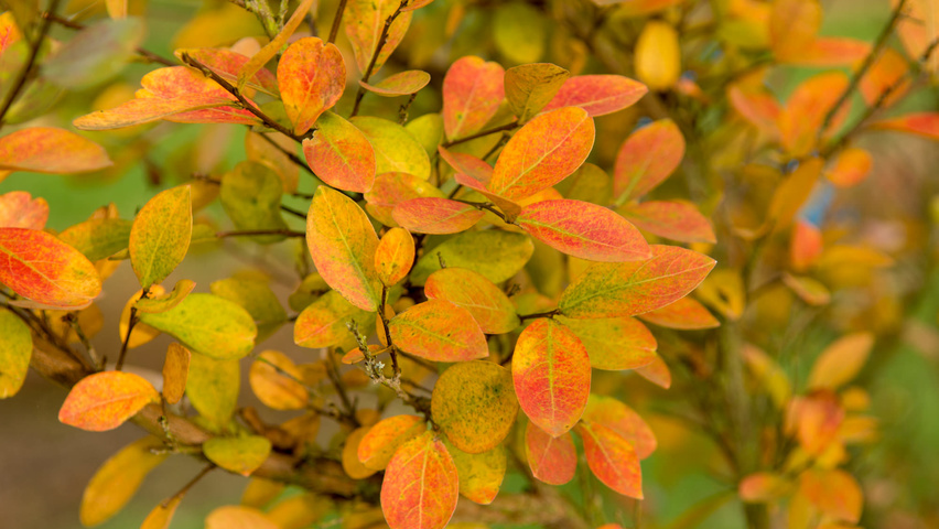 Lagerstroemia indica Herbstblatt