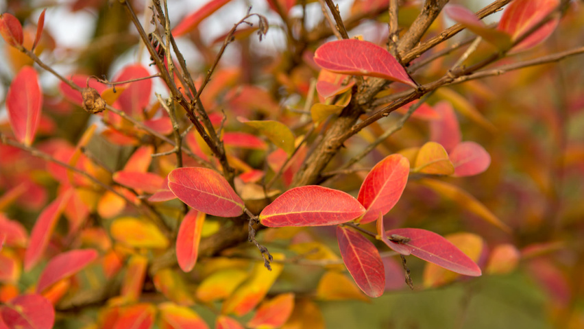 Lagerstroemia indica Herbstblatt