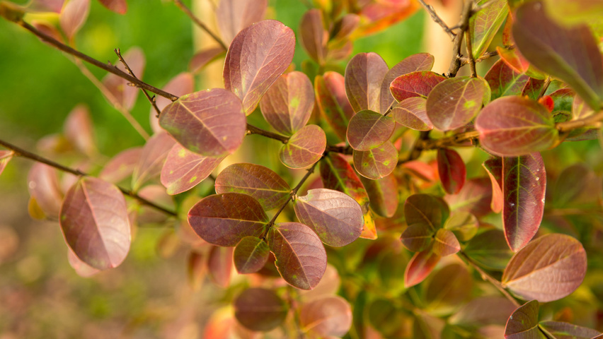 Lagerstroemia indica Herbstblatt