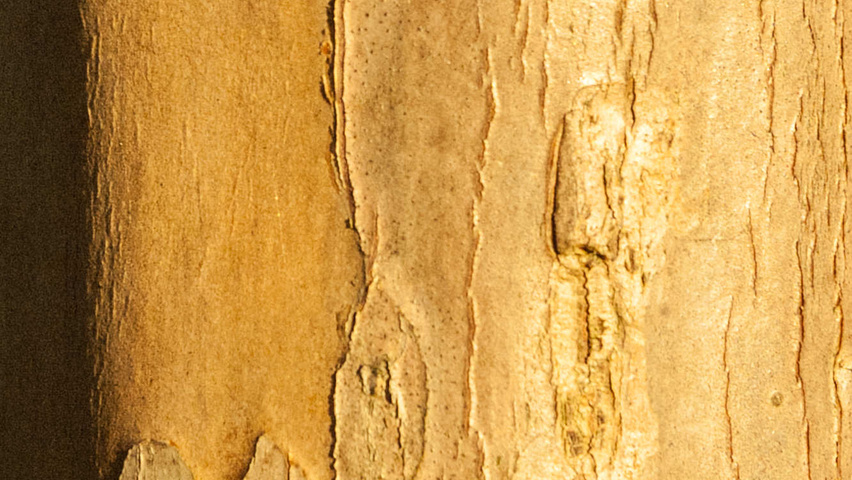 Lagerstroemia indica Rinden