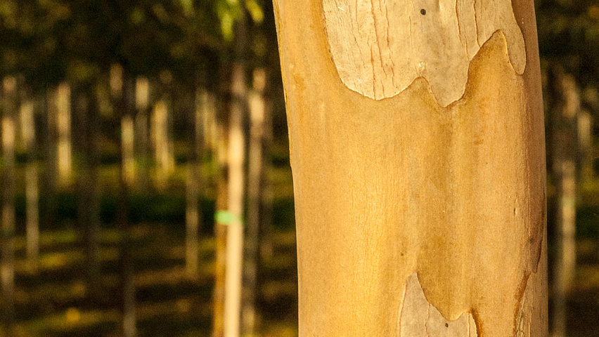 Lagerstroemia indica Rinden