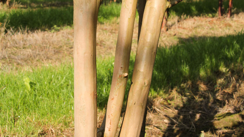 Lagerstroemia indica Rinden
