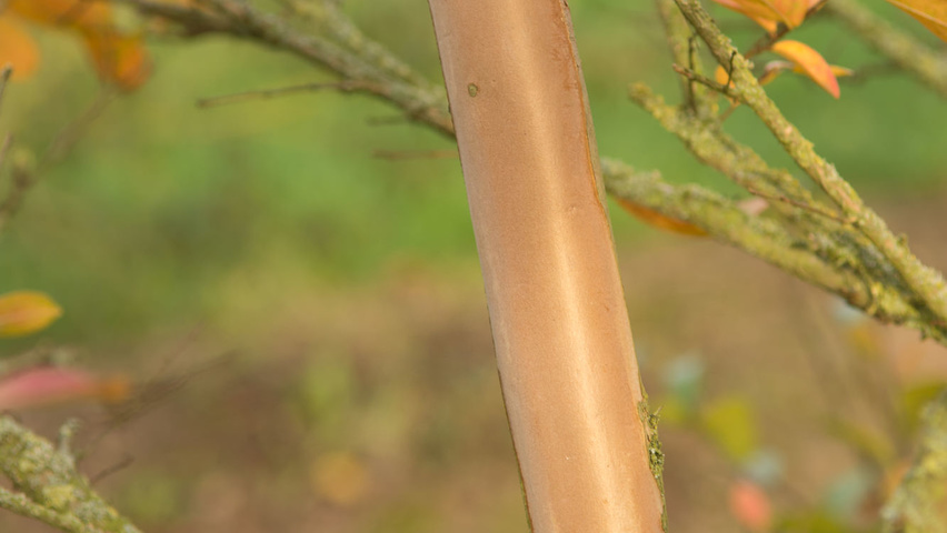 Lagerstroemia indica Rinden
