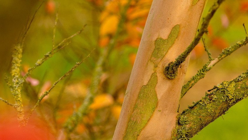 Lagerstroemia indica Rinden
