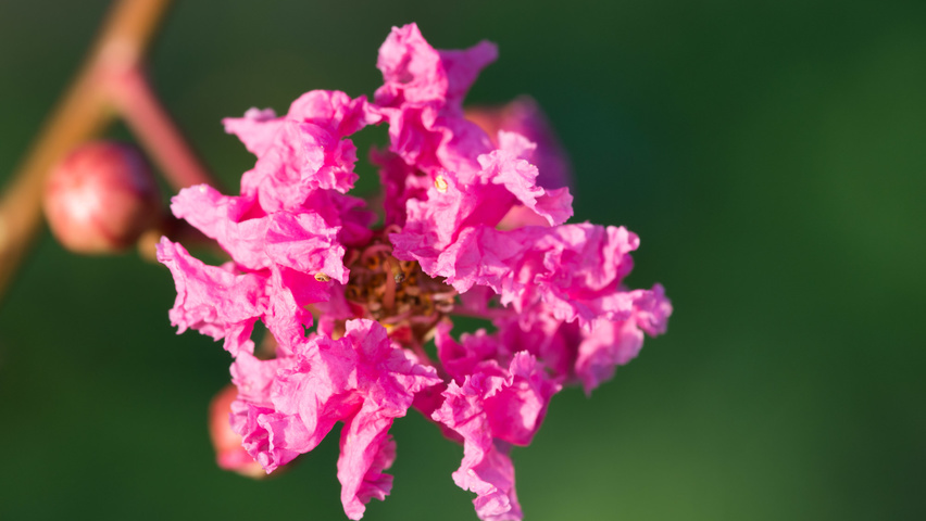 Lagerstroemia indica Blumen
