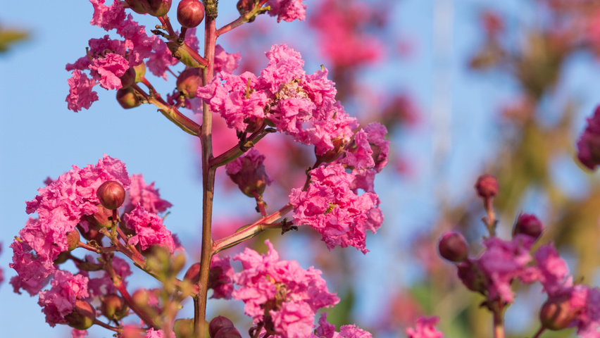 Lagerstroemia indica Blumen