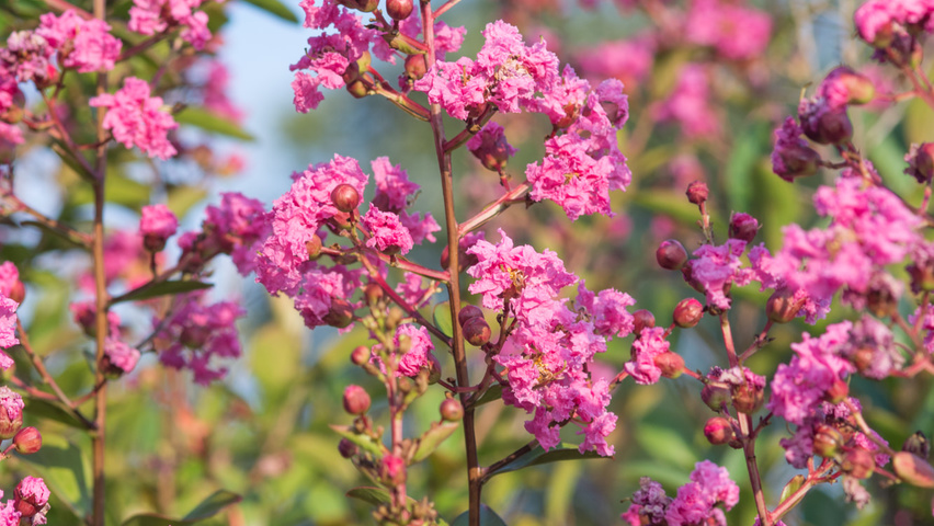 Lagerstroemia indica Blumen