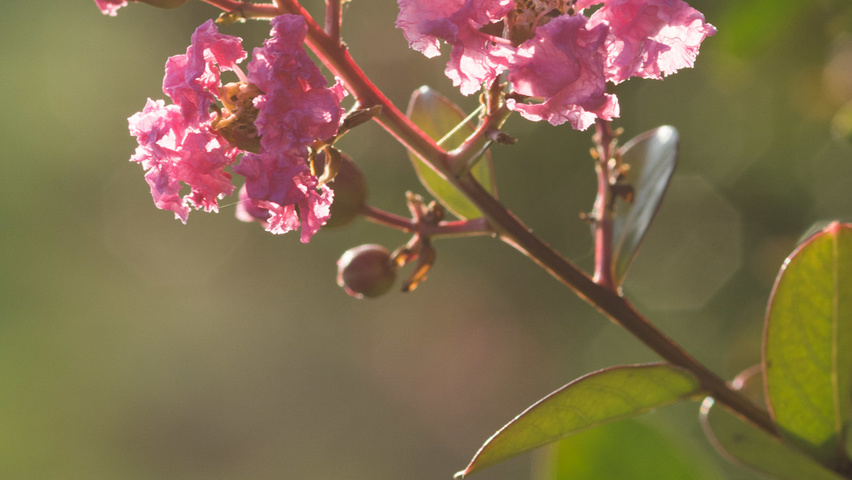 Lagerstroemia indica Blumen
