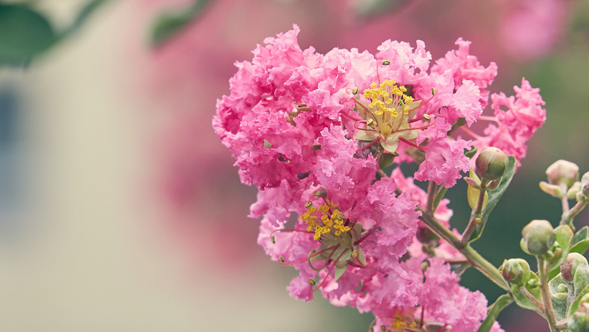 Lagerstroemia indica Blumen