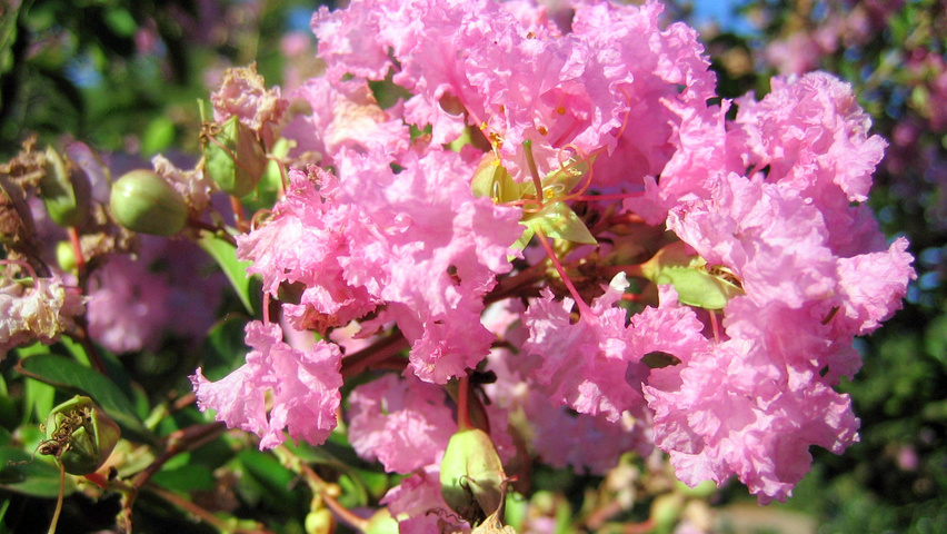 Lagerstroemia indica Blumen