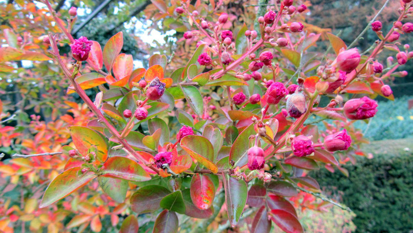 Lagerstroemia indica Blumen