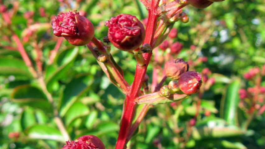 Lagerstroemia indica Blumen