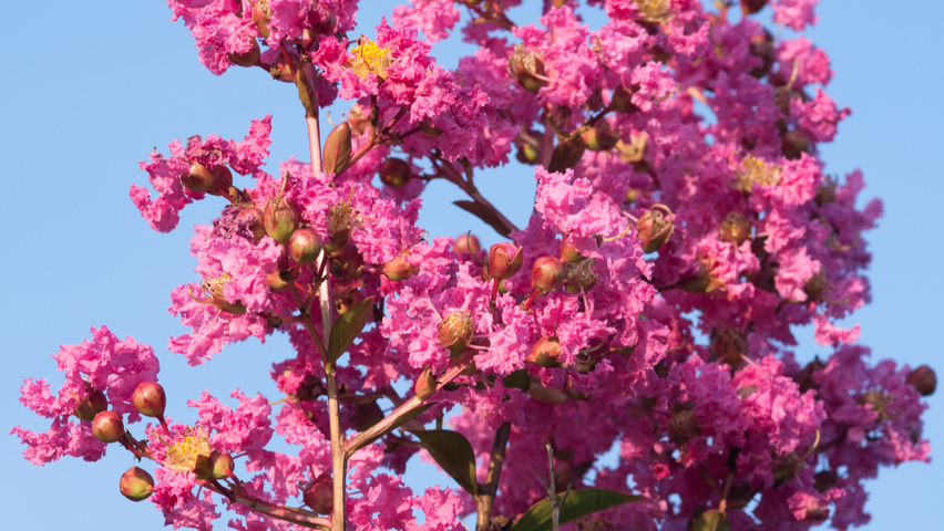 Lagerstroemia indica Blumen